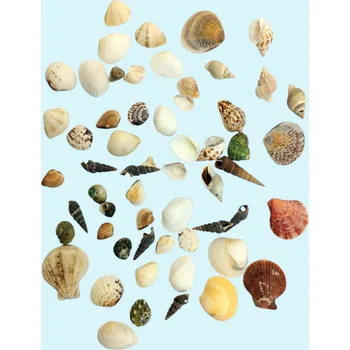 Dekorace do pryskyřice – sada mušlí střední