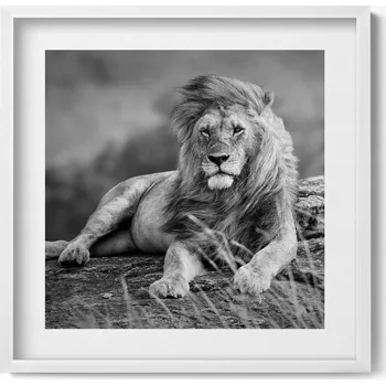 Obraz Elegantní obraz v bílém rámu Majestátní zvíře lev 50x50 cm