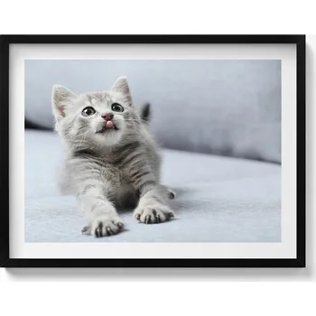 Obraz Dekorativní nástěnný obraz v černém rámu Roztomilé kotě na pohovce 80x60 cm