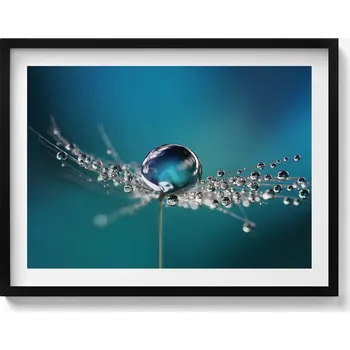Obraz Obraz s černým rámem a grafikou na zeď Kapka rosy na pampelišce 80x60 cm