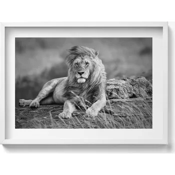 Obraz Elegantní obraz do obýváku v bílém rámu Majestátní lev 70x50 cm