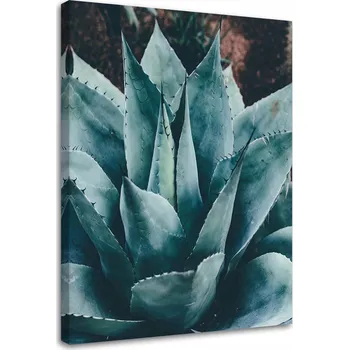 Obraz OBRAZ NA PLÁTNĚ AGAWA S VELKÝMI LISTY 40x60