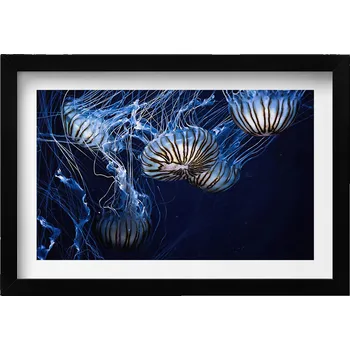 Obraz Nástěnný obraz v černém rámu s grafikou Modré medúzy ve vodě 30x20 cm