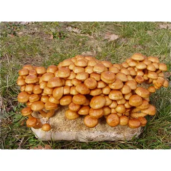 Sazenice Jedlé houby Šupinovka nameko, kolíčková sadba - 30 ks