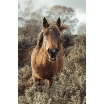 Obraz Plakát Kůň na svobodě bez rámu 53 x 81 cm