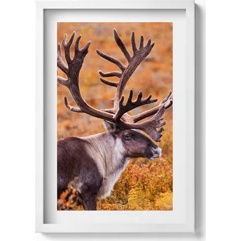 Obraz Obraz v bílém rámu dekorace na zeď Zvíře - jelen na poli 40x60 cm