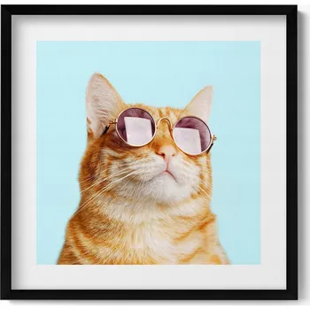 Obraz Závěsný obraz na zeď dekorace do domu Legrační kočka v brýlích 50x50 cm