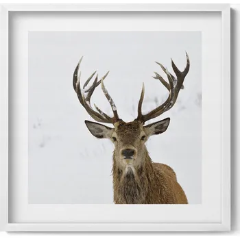 Obraz Nástěnný dekorativní obraz v rámu s grafikou Ušlechtilý jelen 50x50 cm