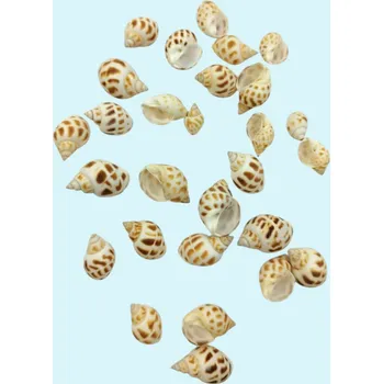 Dekorace do pryskyřice – mušle