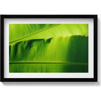 Obraz Obraz na zeď dekorace interiéru Zelené listy banánovníku na slunci 60x40 cm
