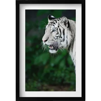 Obraz Dekorativní obraz v černém rámu do obýváku Bílý tygr v džungli 40x60 cm