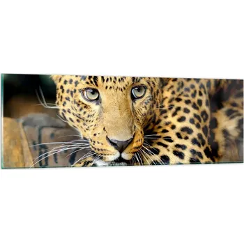 Obraz Obraz na skle do obýváku ložnice 90x30 zvířata obrazy na zeď sklo
