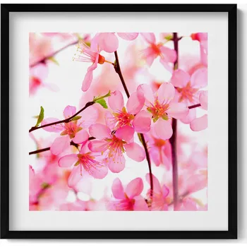 Obraz Nástěnný obraz v černém rámu Růžové jarní květy na větvích 50x50 cm