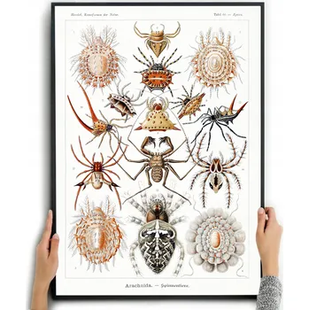 Obraz Plakát PAVOUCI, PAVOUKOVCI, DEKORACE bez rámu 42 x 59,4 cm