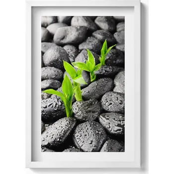 Obraz Obraz na zeď v bílém rámu Zelené rostliny na mokrých kamenech 40x60 cm