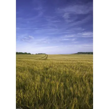 Obraz Plakát Pšeničné pole na pozadí modré oblohy, bez rámu, 21 x 29,7 cm