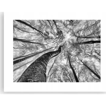 Obraz Obraz plakát do obýváku ložnice 40x30 les foto plakáty na zeď bez rámu