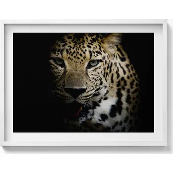 Obraz Elegantní obraz do obývacího pokoje v bílém rámu: Divoká kočka tygr v černé barvě, 80x60 cm