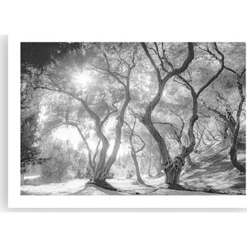 Obraz Plakát bez rámu do obýváku ložnice 70x50 les moderní módní obraz