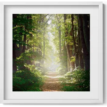Obraz Elegantní obraz do obývacího pokoje v bílém rámu Lesní cesta mezi stromy 50x50 cm