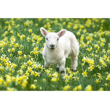 Obraz Plakát Beránek na poli narcisek bez rámu 30 x 20 cm