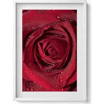 Obraz Obraz na zeď v bílém rámu Detail červené růže s rosou 50x70 cm