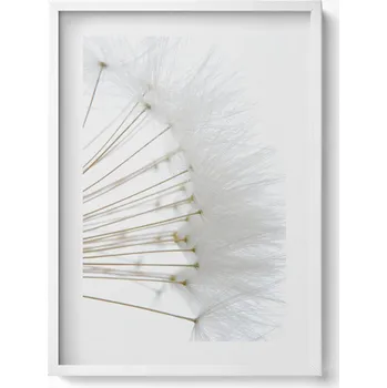 Obraz Dekorativní obraz v bílém rámu na zeď do obýváku Bílé pampelišky 50x70 cm