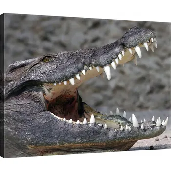 Obraz OBRAZ NA PLÁTNĚ CANVAS 60x40 KROKODÝL ALIGÁTOR