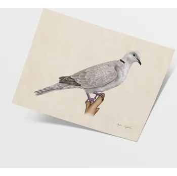 Obraz Ilustrace hrdličky zahradní 21x30 - Tukan Media