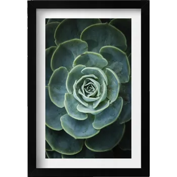 Obraz Dekorativní obraz v černém rámu do obýváku Zelená rostlina sukulent 20x30 cm