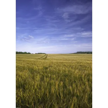Obraz Plakát Pšeničné pole na pozadí modré oblohy, bez rámu, 29,7 x 42 cm