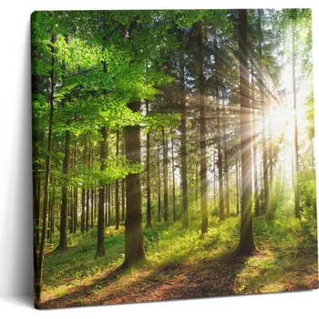 Obraz Obraz Canvas Plátno Na Rámu Do Pokoje Les A Východ Slunce 60x60 cm