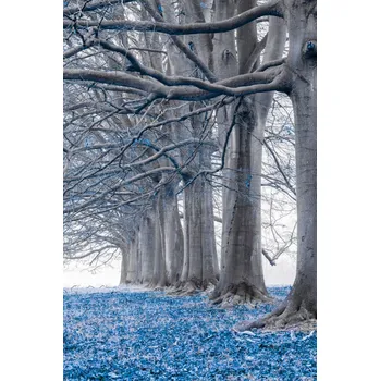 Obraz Plakát Stromy v řadě - Modré listy bez rámu 30 x 45 cm