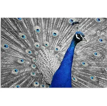Obraz Tištěný obraz 50x40 Páv Pták Peří