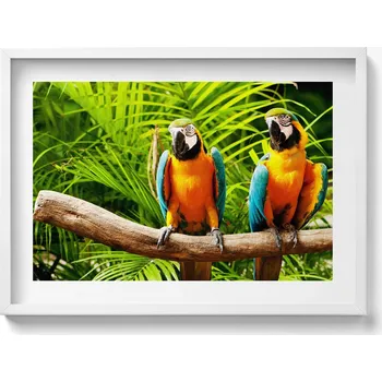 Obraz Obraz na zeď v bílém rámu Dva barevní papoušci ara v džungli 70x50 cm