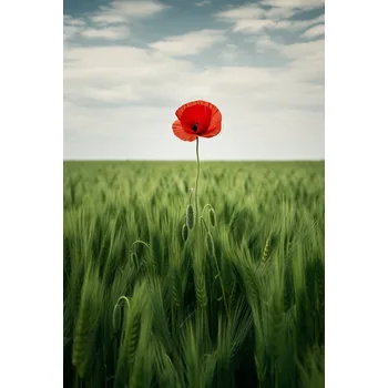 Plakát Plakát Osamělý Mák na Poli bez rámu 61 x 90,5 cm