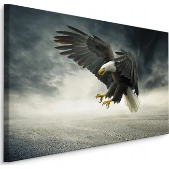 Obraz Obraz dravý pták orel PŘÍRODA do obýváku 30x20