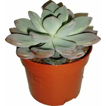 Sazenice Sukulent 112