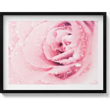 Obraz Nástěnný obraz v černém rámu s grafikou Kapky rosy a květ růže 80x60 cm