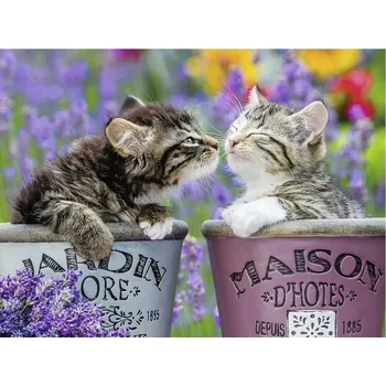 Obraz Obraz MALOVÁNÍ PODLE ČÍSEL S RÁMEM v sadě 50x40 Kočka Kotě Koťata