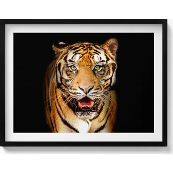 Obraz Elegantní obraz v černém rámu. Výrazný divoká kočka tygr 80x60 cm