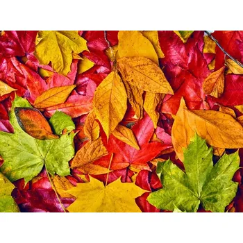 Obraz Obraz Na Plátně Obraz na plátně Listy v podzimních barvách 120x80