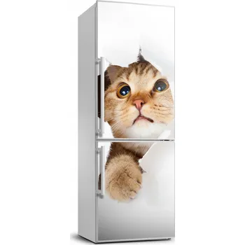 Fototapeta Samolepící nálepka na zeď lednice s motivem kočky