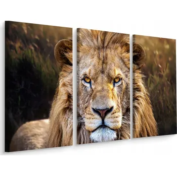 Obraz Obraz - Triptych Lev Divoká Kočka Portrét Příroda 60x40