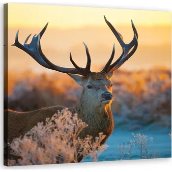 Obraz Obraz na plátně, Jelen východ slunce 40x40 40x40
