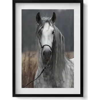 Obraz Moderní nástěnná dekorace obraz v černém rámu Bílý kůň oř 50x70 cm