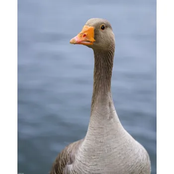 Obraz Plakát Husa bez rámu 40 x 50 cm