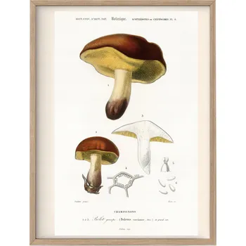 Obraz Plakát Houby a Rostliny A3 Ryciny bez rámu 29,7 x 42 cm