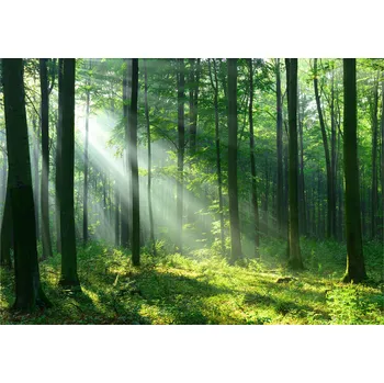 Fototapeta Fototapeta LES STROMY 3D Slunce Ložnice 368x254