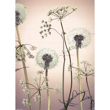 Obraz Plakát Květiny luční 3 bez rámu 20,5 x 28,4 cm